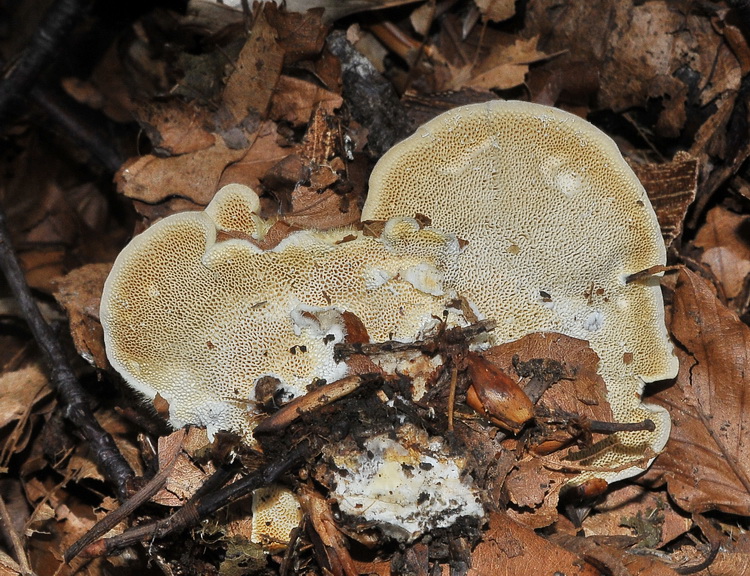 Aphyllophorales dal bosco di faggio
